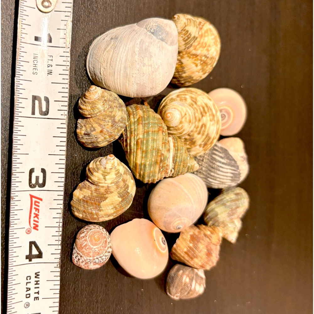 14 gastropod seashells, natural